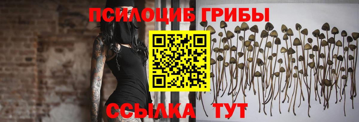 Псилоцибиновые грибы мицелий Зима